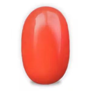 Red Coral ( मूंगा, प्रवाल )
