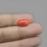 Red Coral - 6.69 Carat / 11.0385 Ratti
