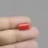 Red Coral - 6.62 Carat / 10.923 Ratti