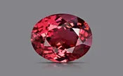 Red Spinel 12X10 MM - 6.55 Carat / 10.8075 Ratti