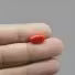 Red Coral - 7.08 Carat / 11.682 Ratti